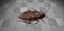 Picture of Cockroach